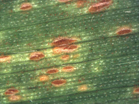 Image of Puccinia recondita Roberge ex Desm. 1857