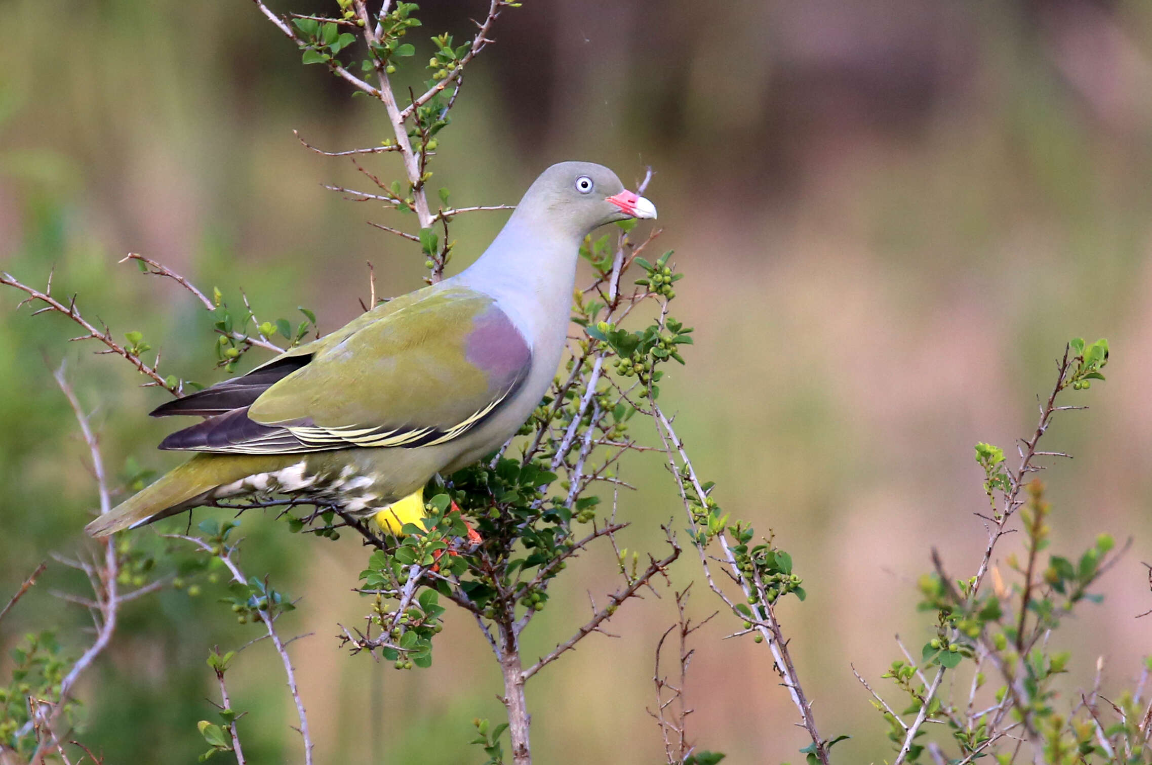 صورة Treron calvus (Temminck 1811)