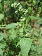 Image de Chenopodiastrum hybridum (L.) S. Fuentes, Uotila & Borsch