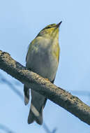 Image of Wood Warbler