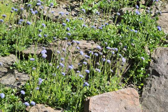 Sivun Globularia trichosantha Fischer & C. A. Meyer kuva