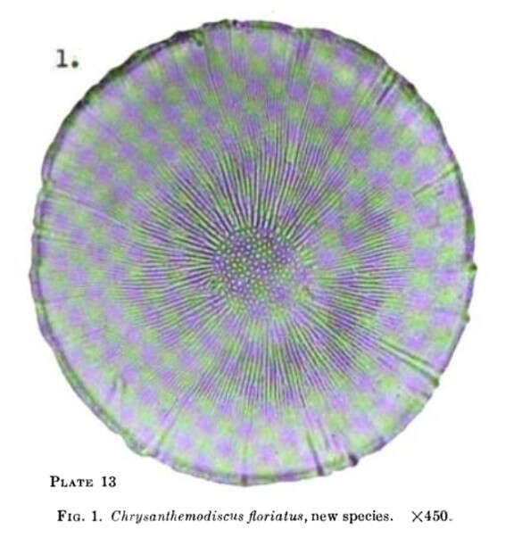 Image of Bacillariophyceae