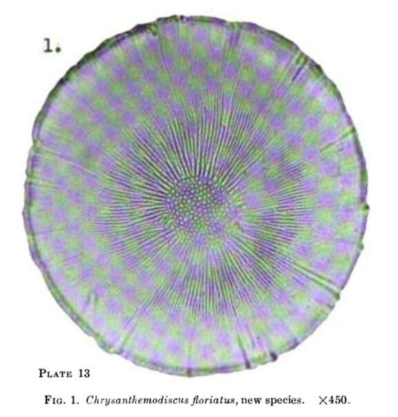 Image de Bacillariophyceae