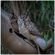 Image of Great Horned Owl