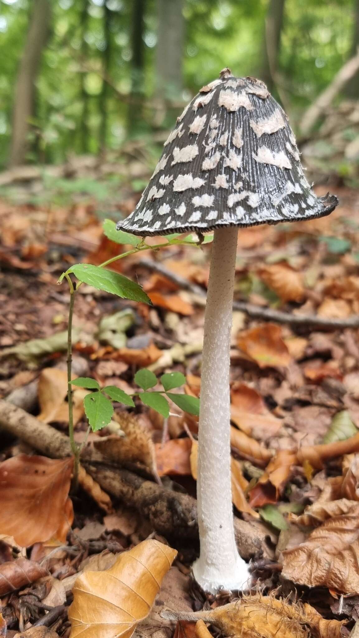 Imagem de Coprinopsis picacea (Bull.) Redhead, Vilgalys & Moncalvo 2001