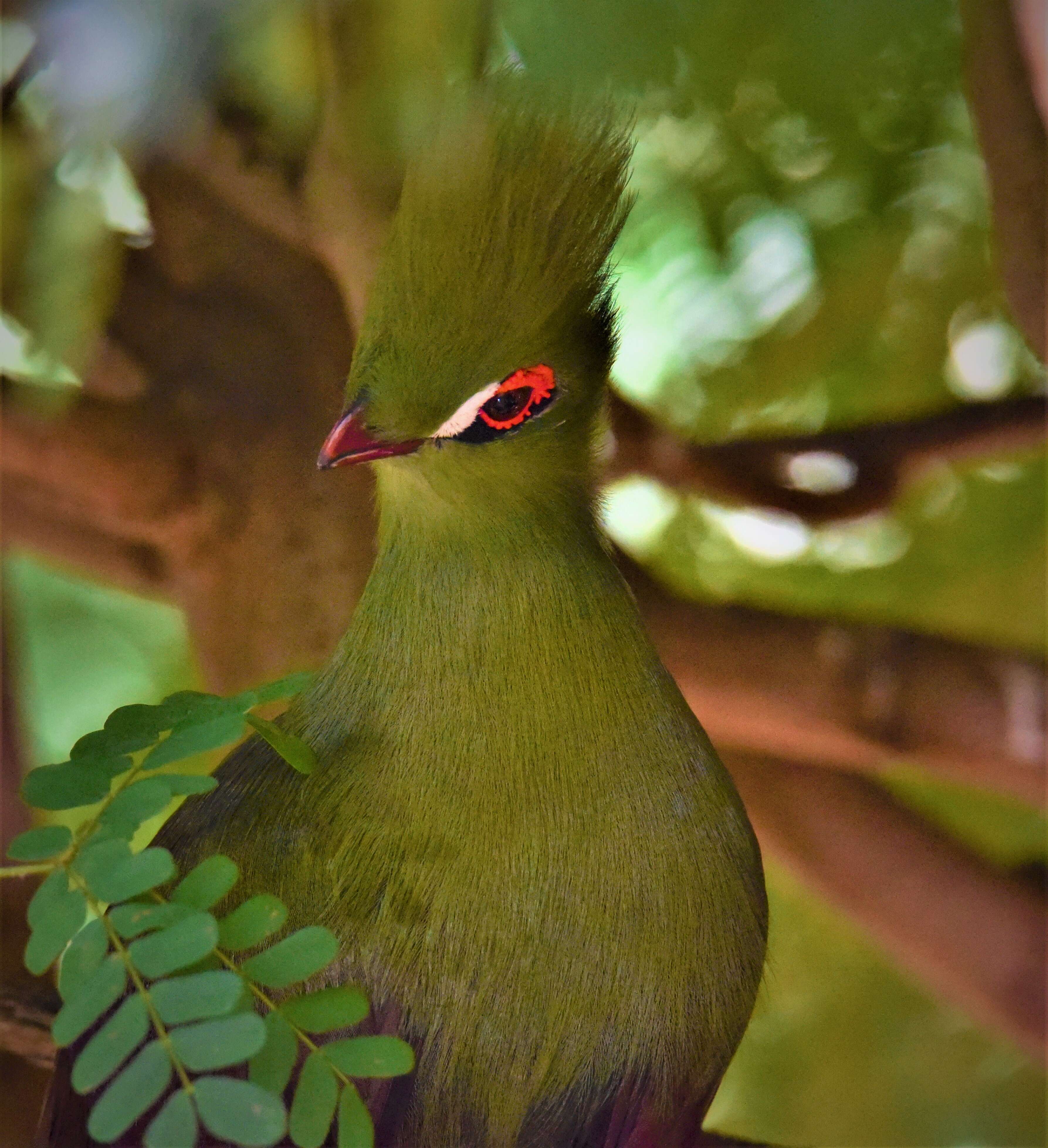 Image of Green Turaco