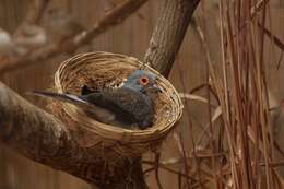 Image of Diamond Dove