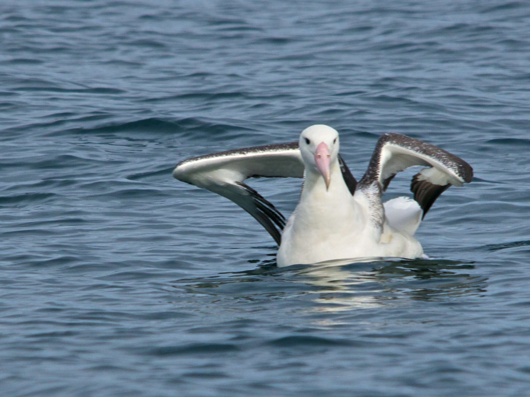 Image of Royal Albatross