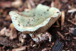 Plancia ëd Stropharia caerulea Kreisel 1979