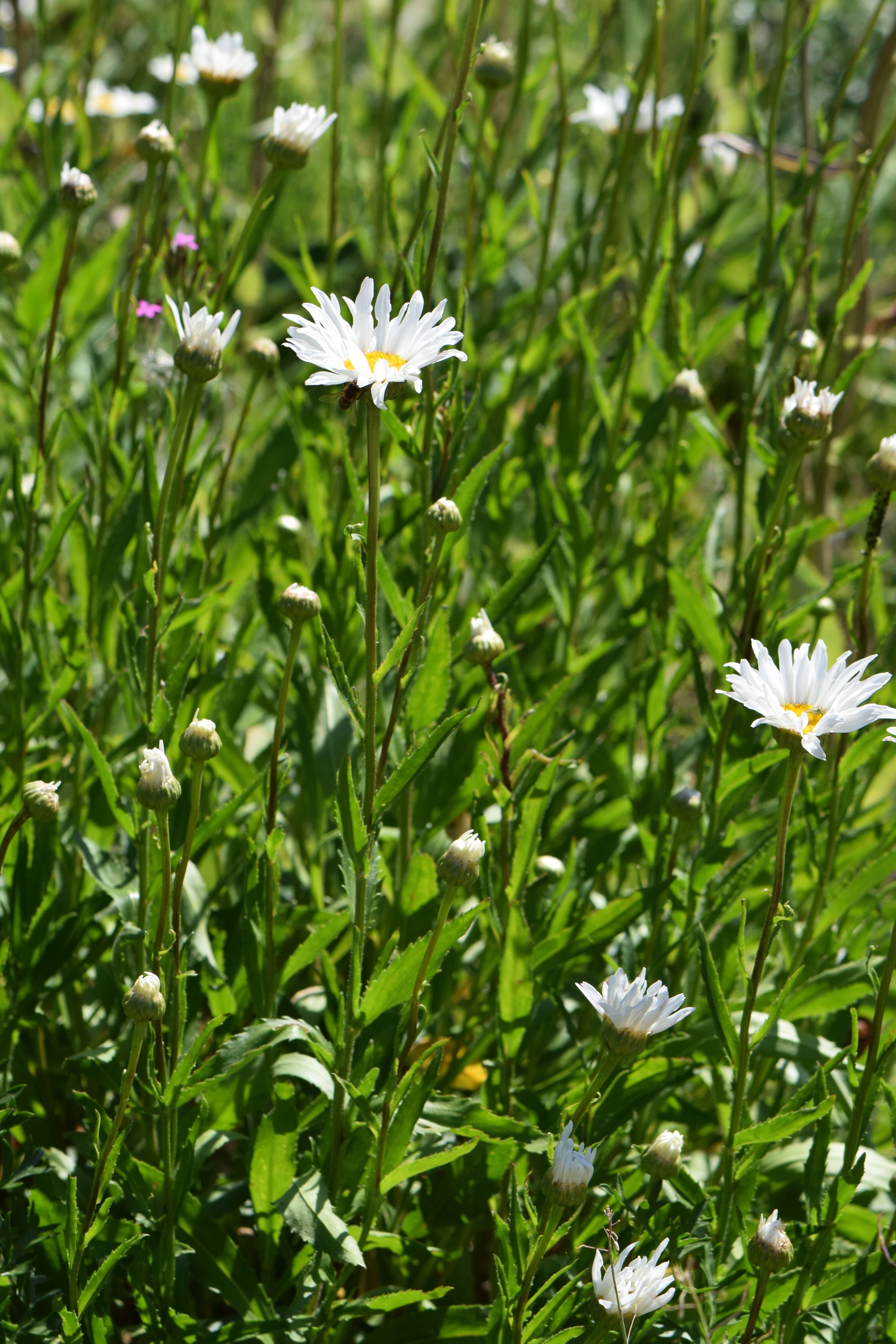 Image of max chrysanthemum