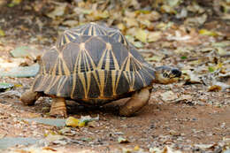 Image of Radiated Tortoise