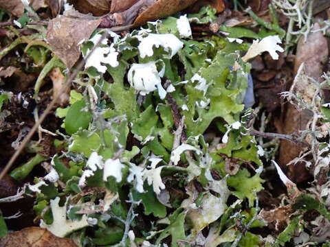 Image of Cladonia foliacea (Huds.) Willd.