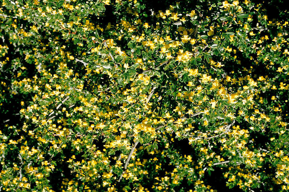 Image of Magellan barberry