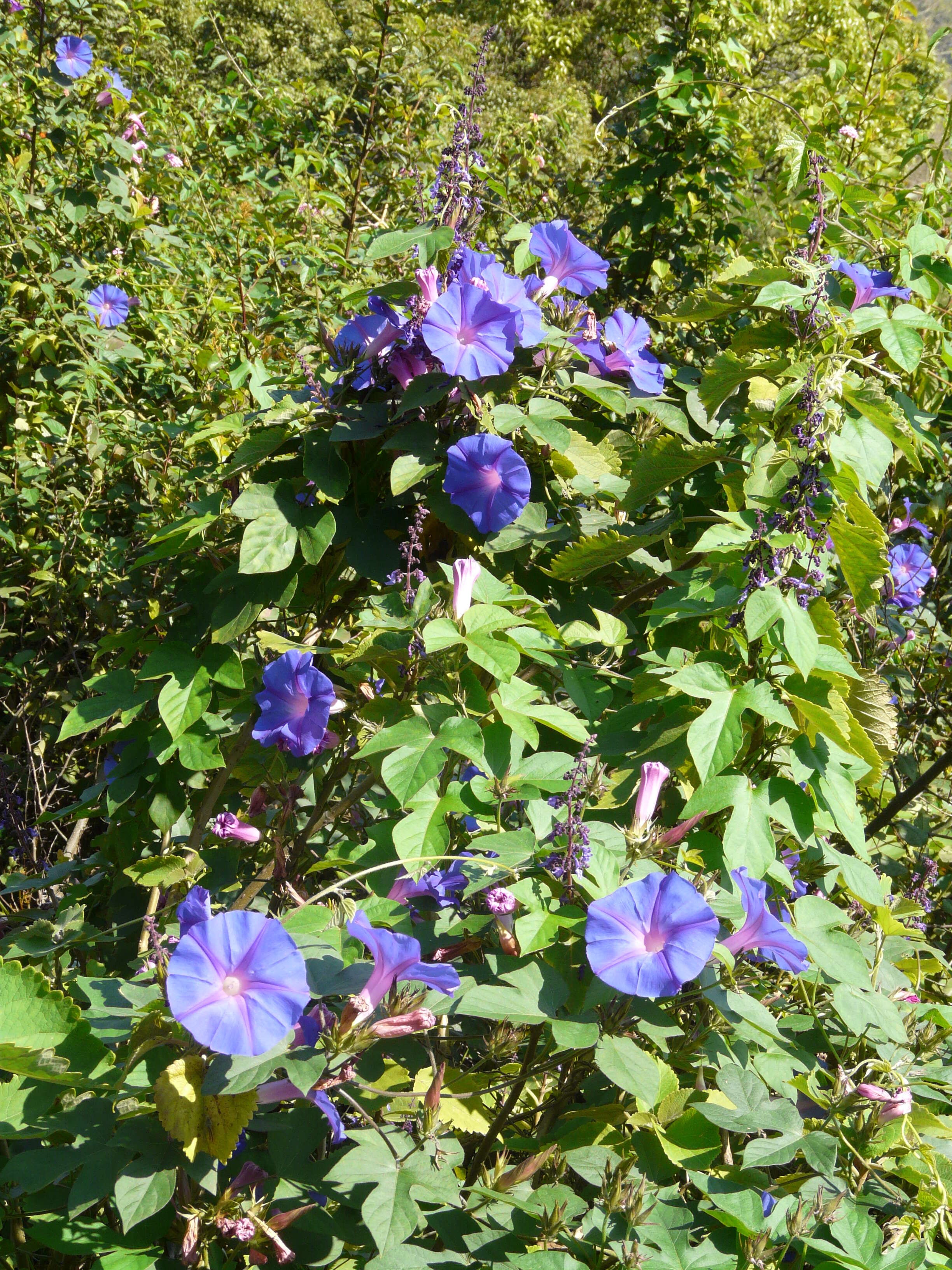 Sivun Ipomoea indica (J. Burman) Merr. kuva