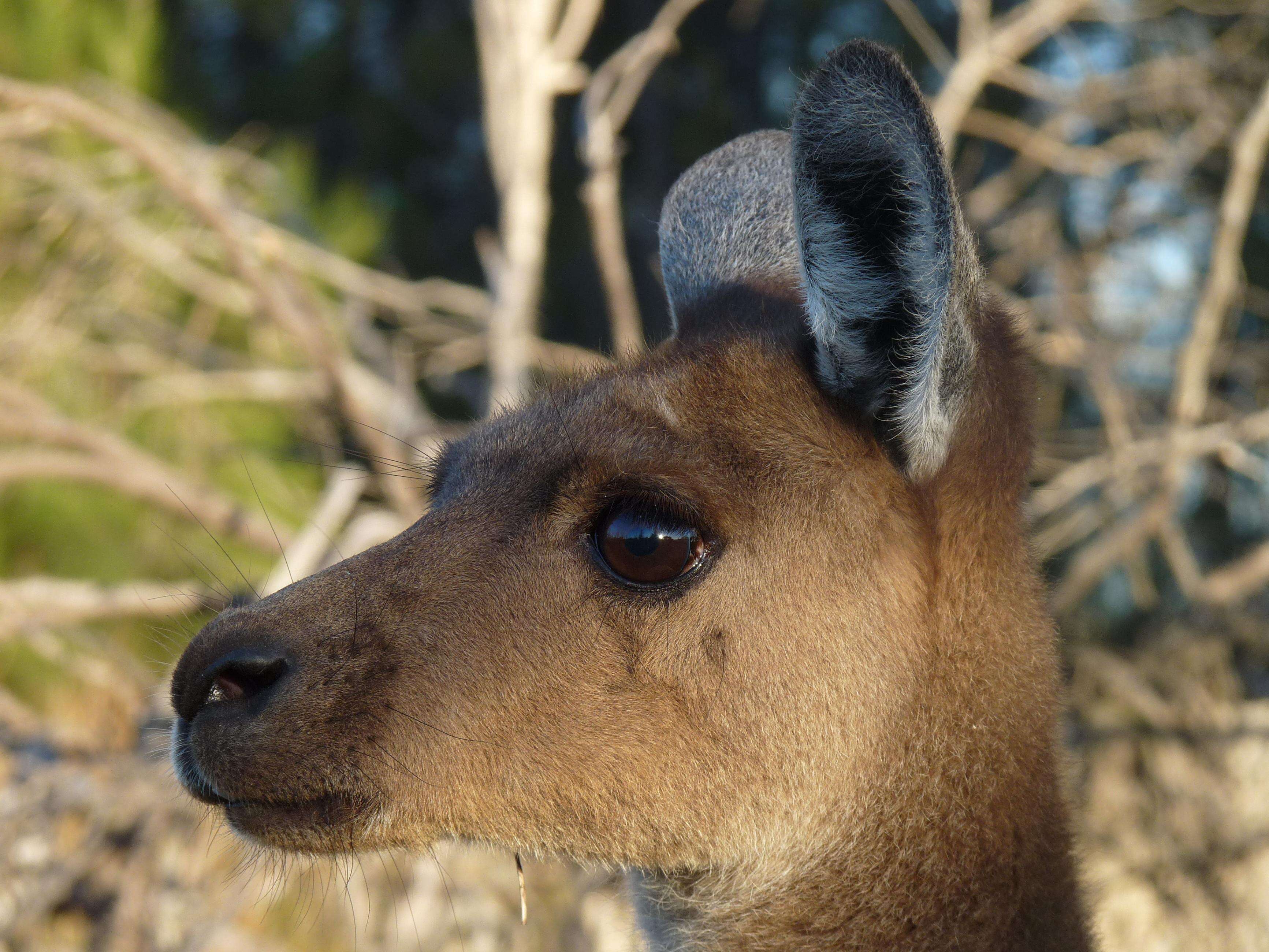 Macropus fuliginosus (Desmarest 1817) resmi