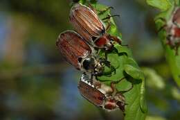 Image of chestnut cockchafer