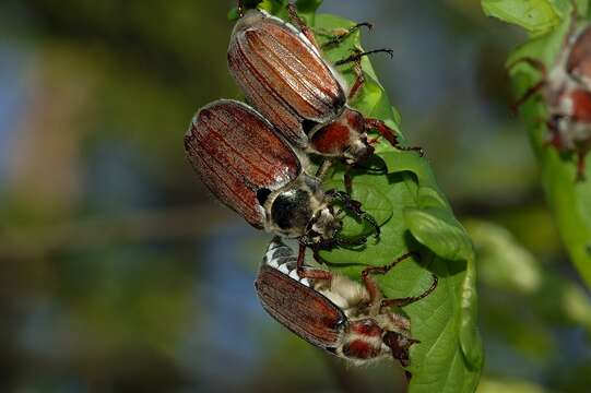 Image of chestnut cockchafer