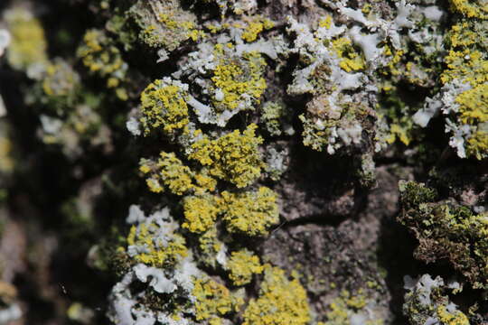 Image of lemon lichen