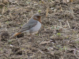 Image of Black-throated Thrush