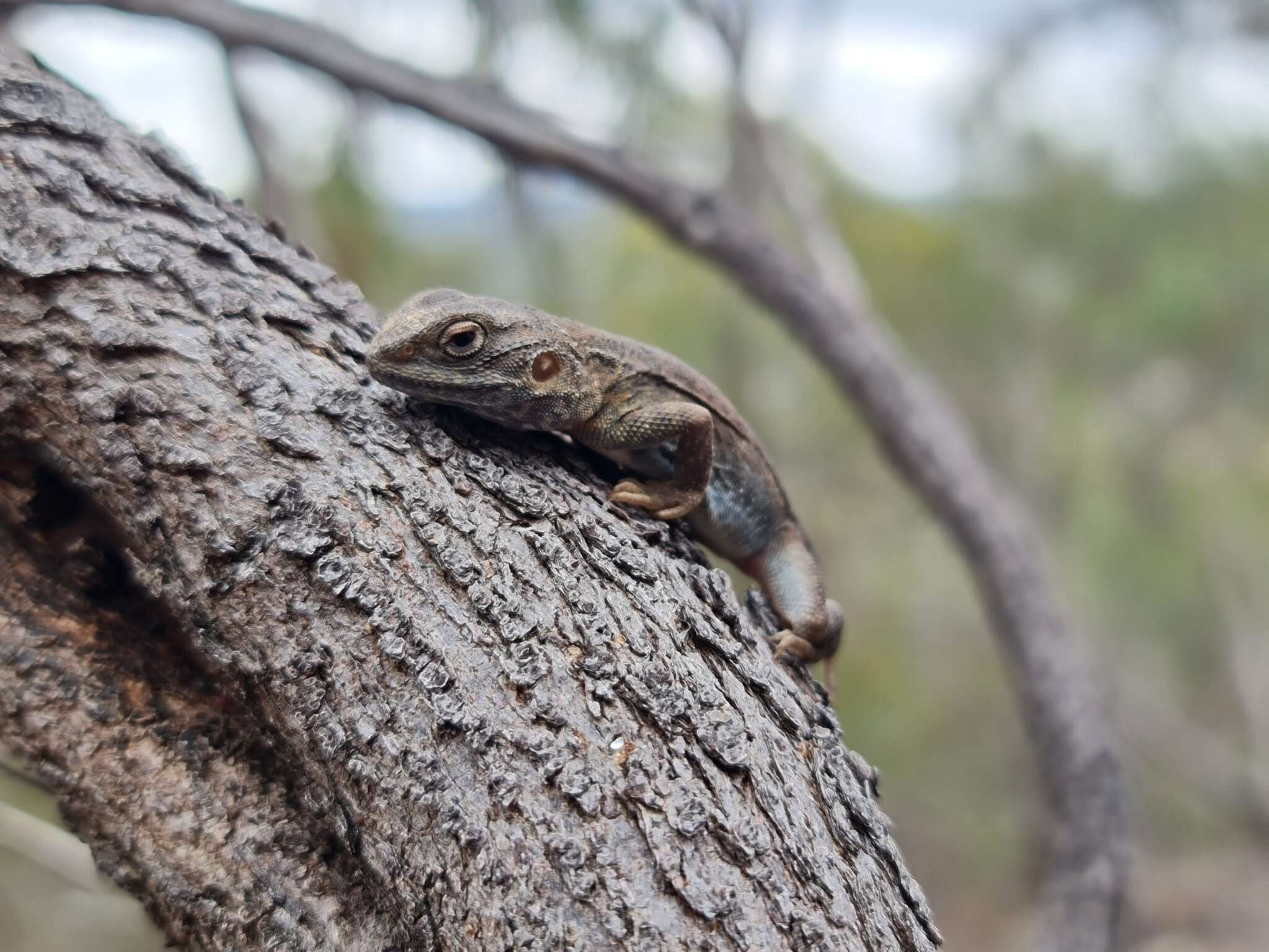 Image of Tawny Crevice-dragon