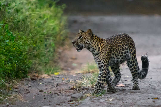 Image de Panthera pardus melas (G. Cuvier 1809)