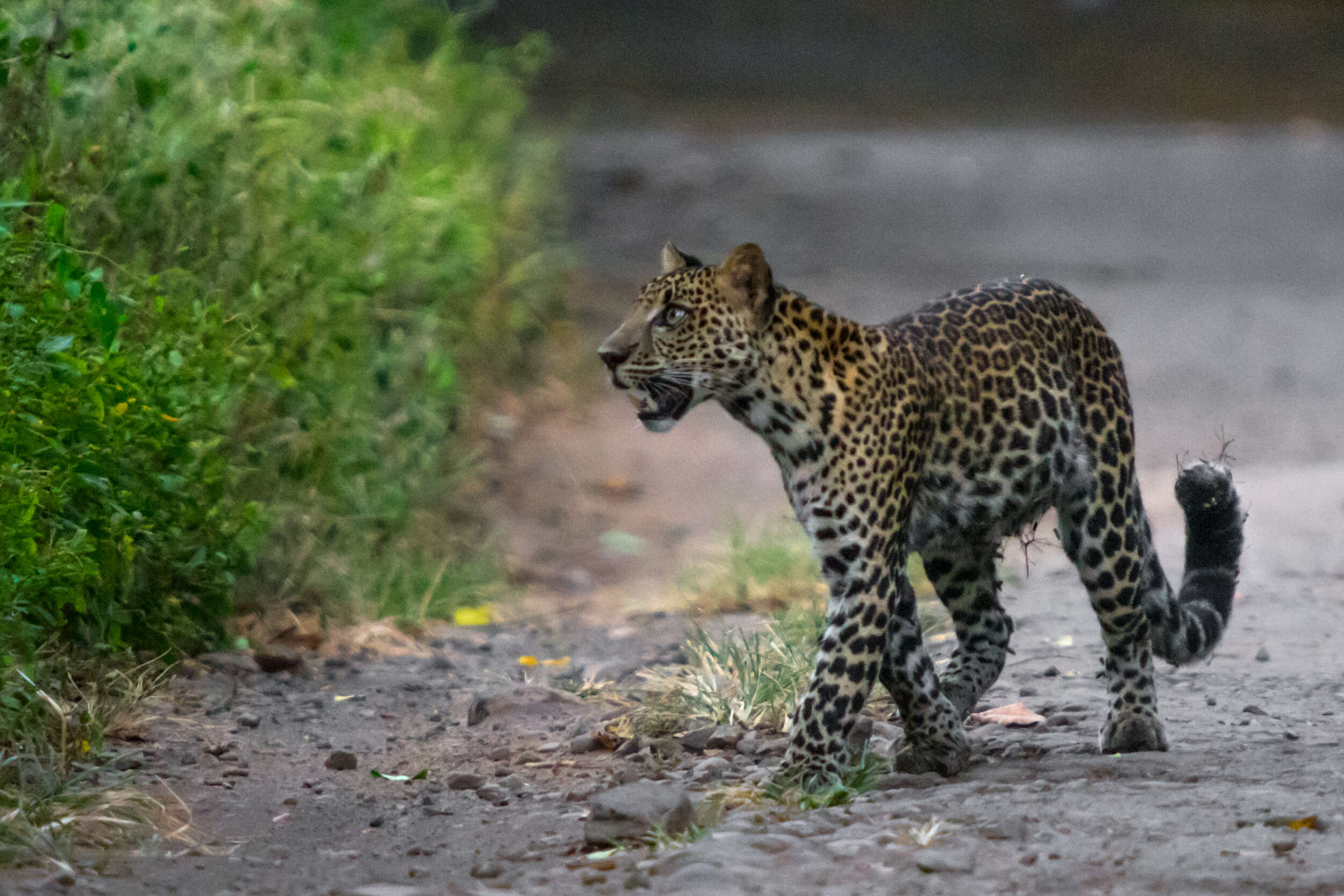 Image of Javan leopard