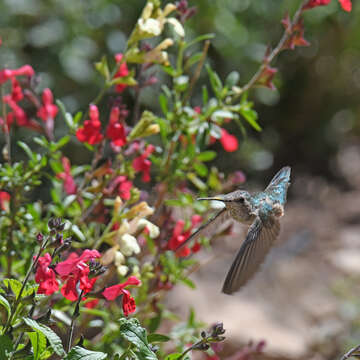 Image of Broad-tailed Hummingbird