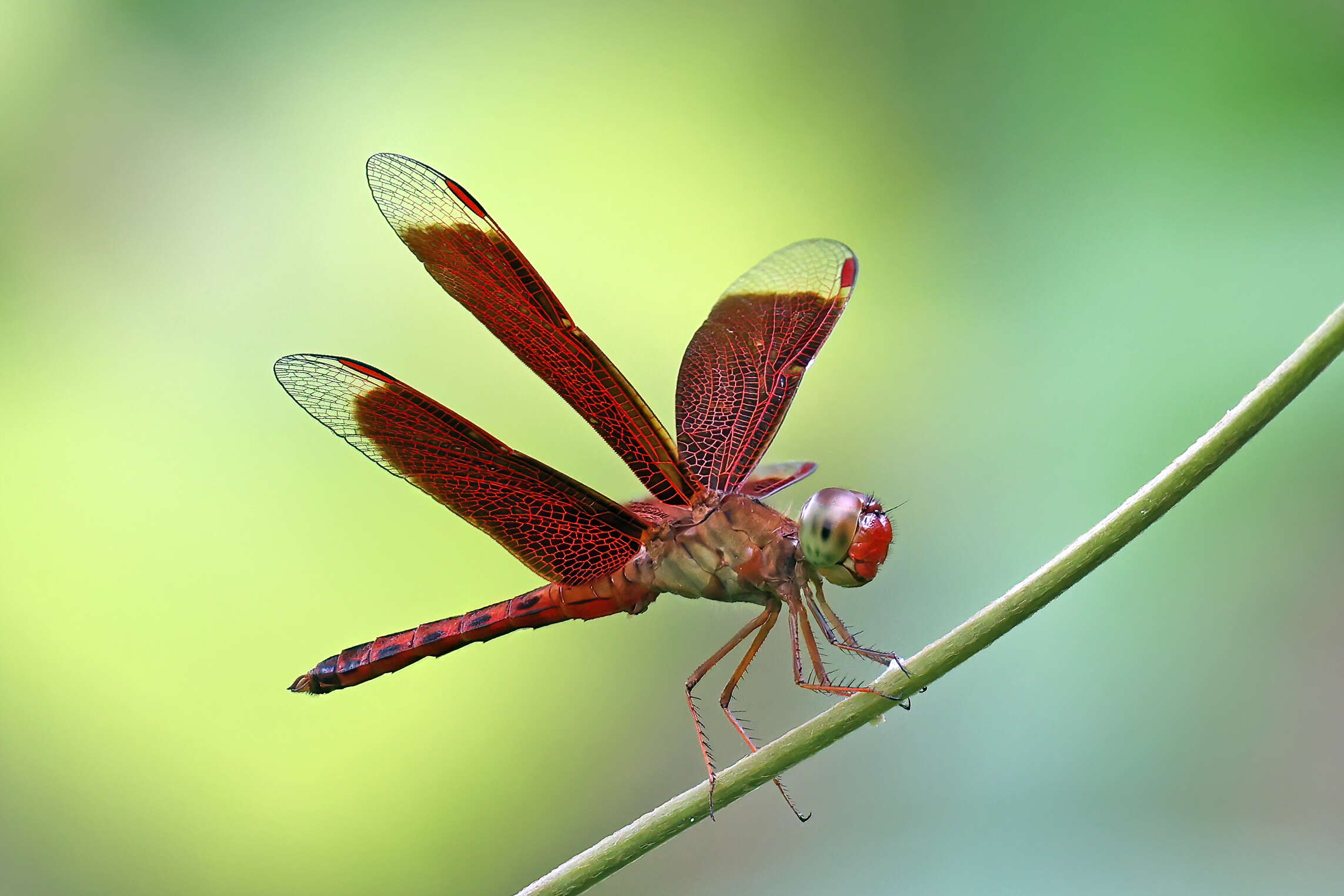 Image of Neurothemis fluctuans (Fabricius 1793)