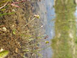 Image of dwarf rush