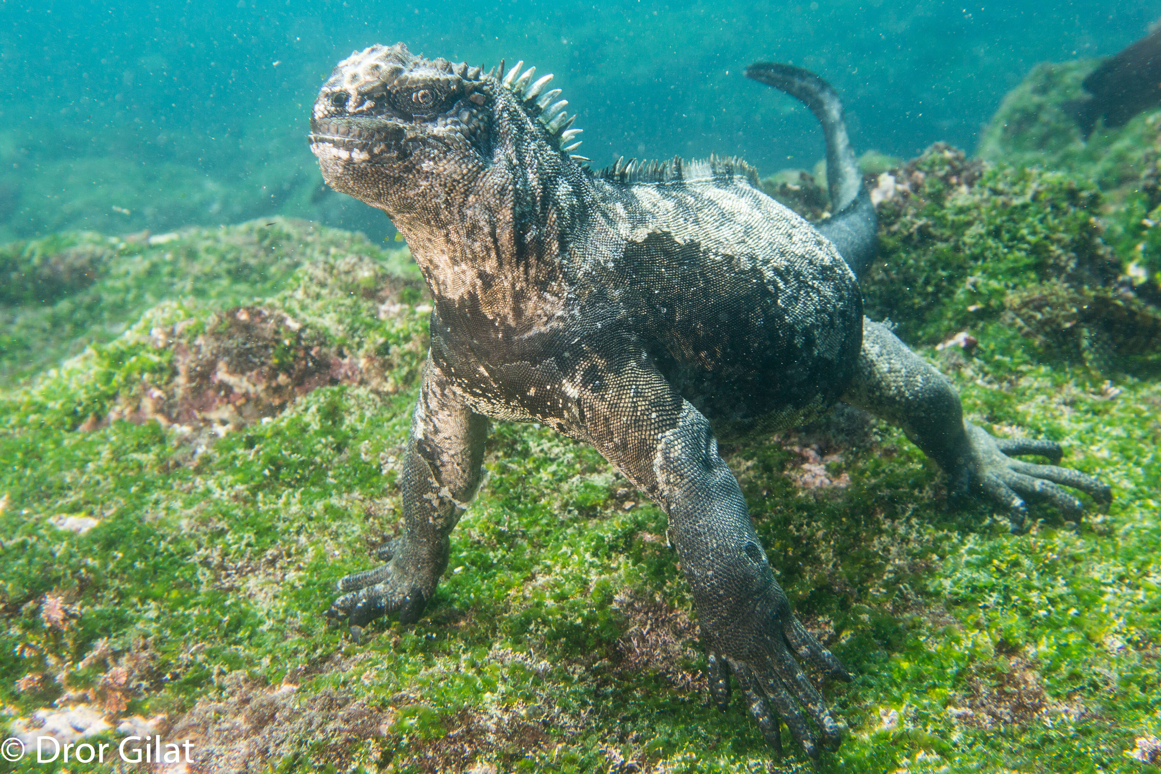 Image of marine iguana