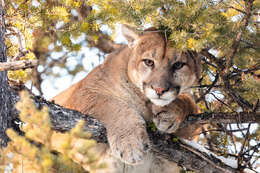 Image of Florida panther