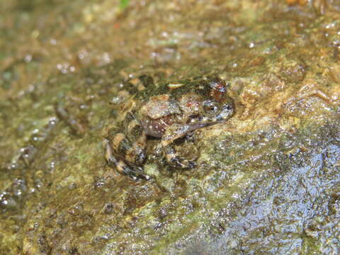 Image of Cycloramphus eleutherodactylus (Miranda-Ribeiro 1920)