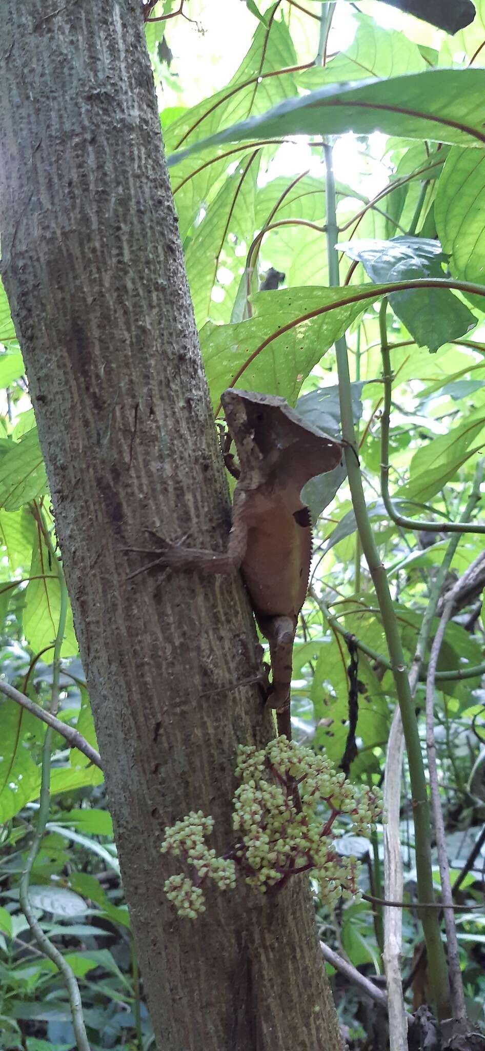 Image of Hernandez's helmeted iguana