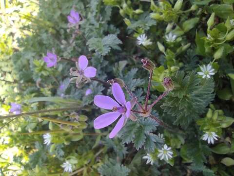 Imagem de Erodium cicutarium (L.) L'Her.