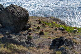 Image of Barrel Cactus