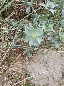 Image of sea-holly