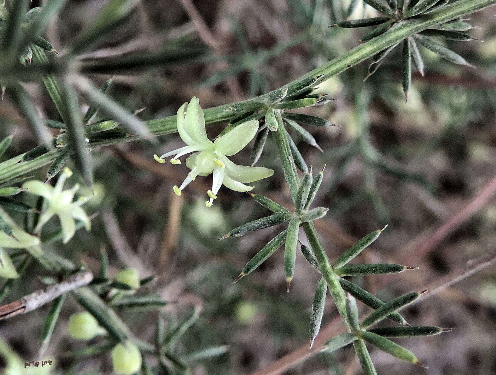 Image of Asparagus aphyllus L.