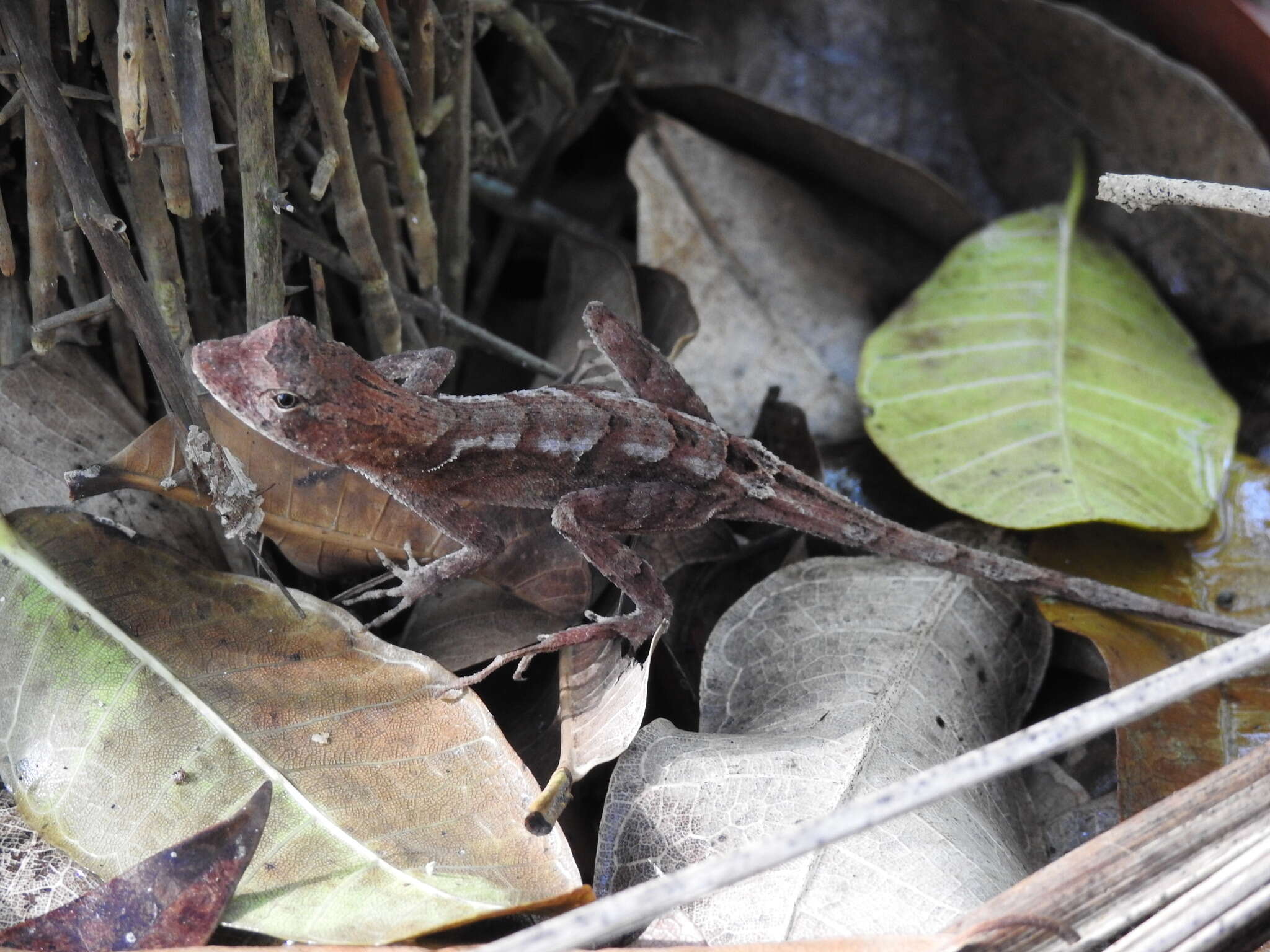 Plancia ëd Anolis tropidonotus Peters 1863