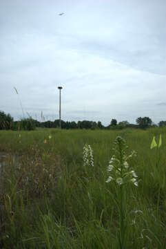 Image of Eastern prairie fringed orchid