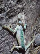 Image of Drakensberg Dwarf Chameleon