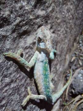 Image of Drakensberg Dwarf Chameleon