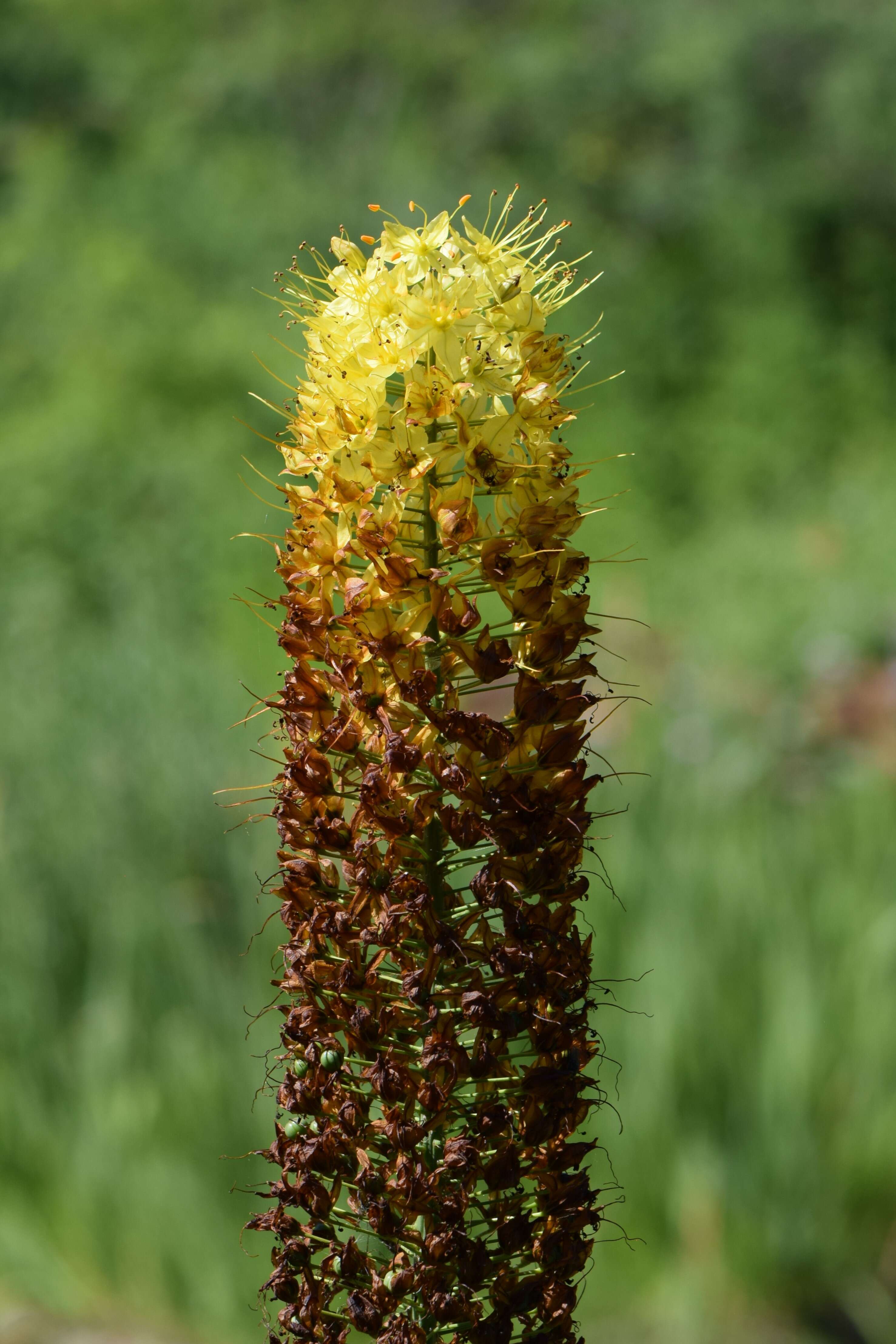 Plancia ëd Eremurus stenophyllus (Boiss. & Buhse) Baker