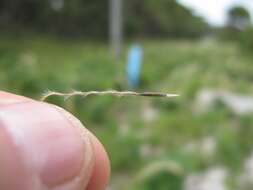 Image of Austrostipa mollis (R. Br.) S. W. L. Jacobs & J. Everett