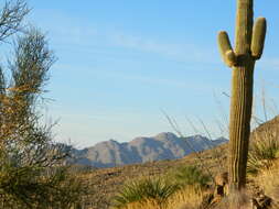 Image of saguaro