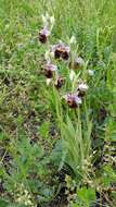 Image of Ophrys holosericea