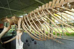 Image of Pygmy Blue Whale