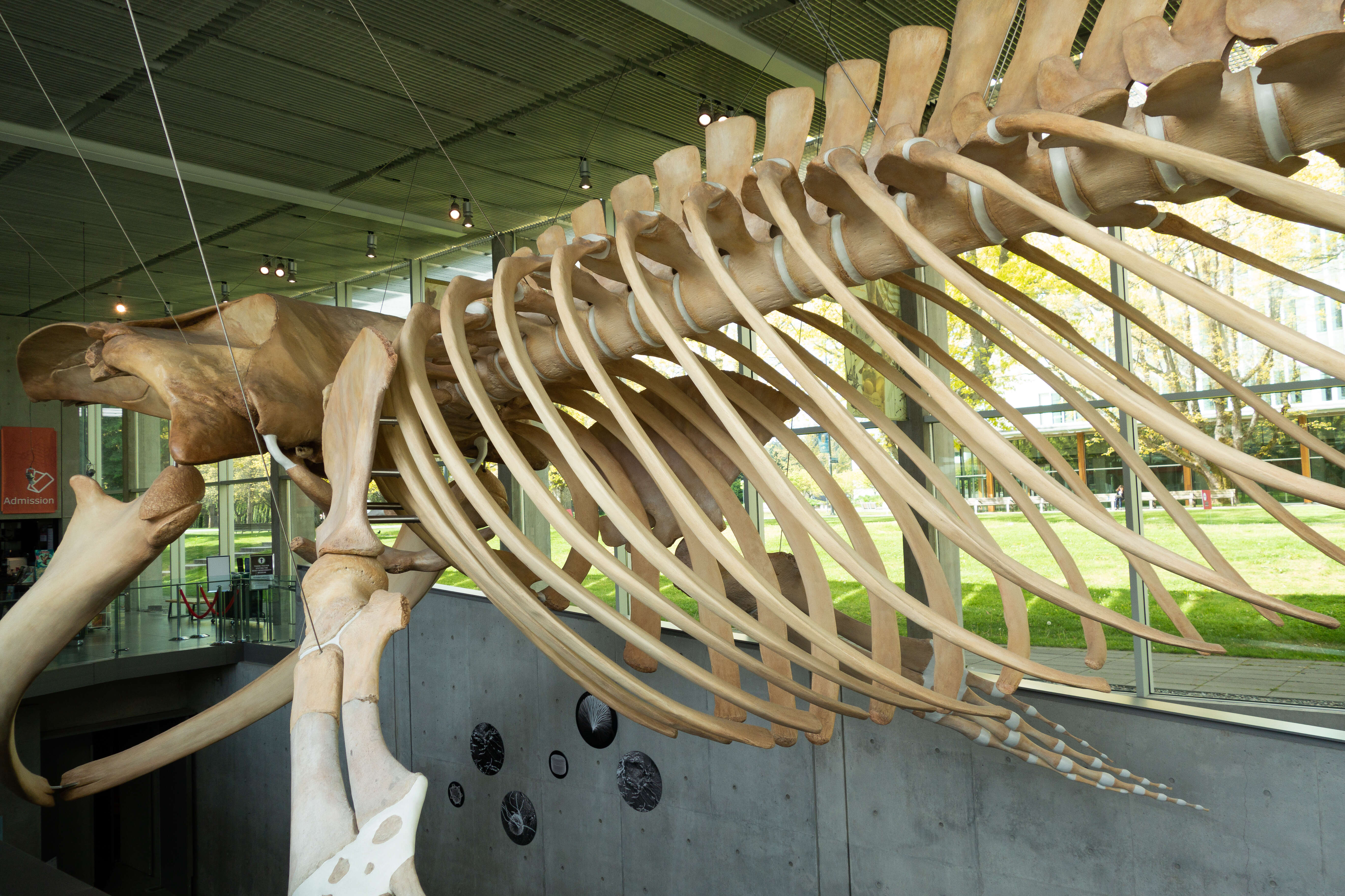 Image of Pygmy Blue Whale