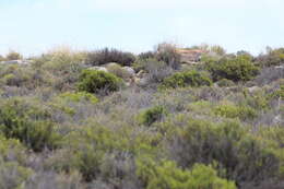 Image of Hewitt's Red Rock Hare