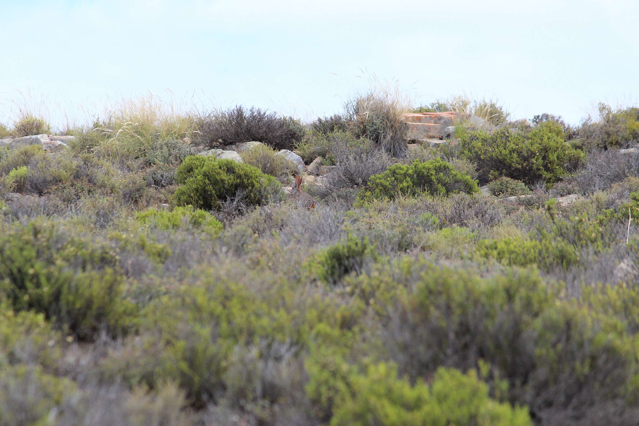 Image of Hewitt's Red Rock Hare