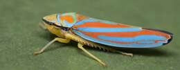 Graphocephala coccinea (Forster & J. R. 1771)的圖片